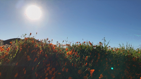 wildflowers on a hill - photo by KilmerMedia