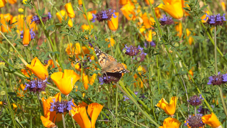 butterfly on a flower - photo by KilmerMedia