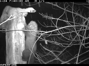 Surrendering to a very morbid curiosity