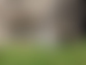 Christine's Black Walnut Saga Continues