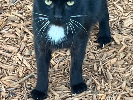 Here’s To You Benny