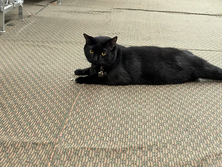 City Cats!