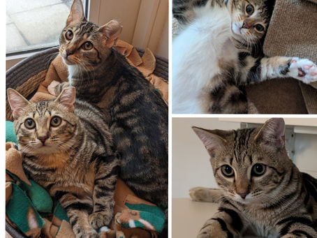 Meet Lilly and Rose!