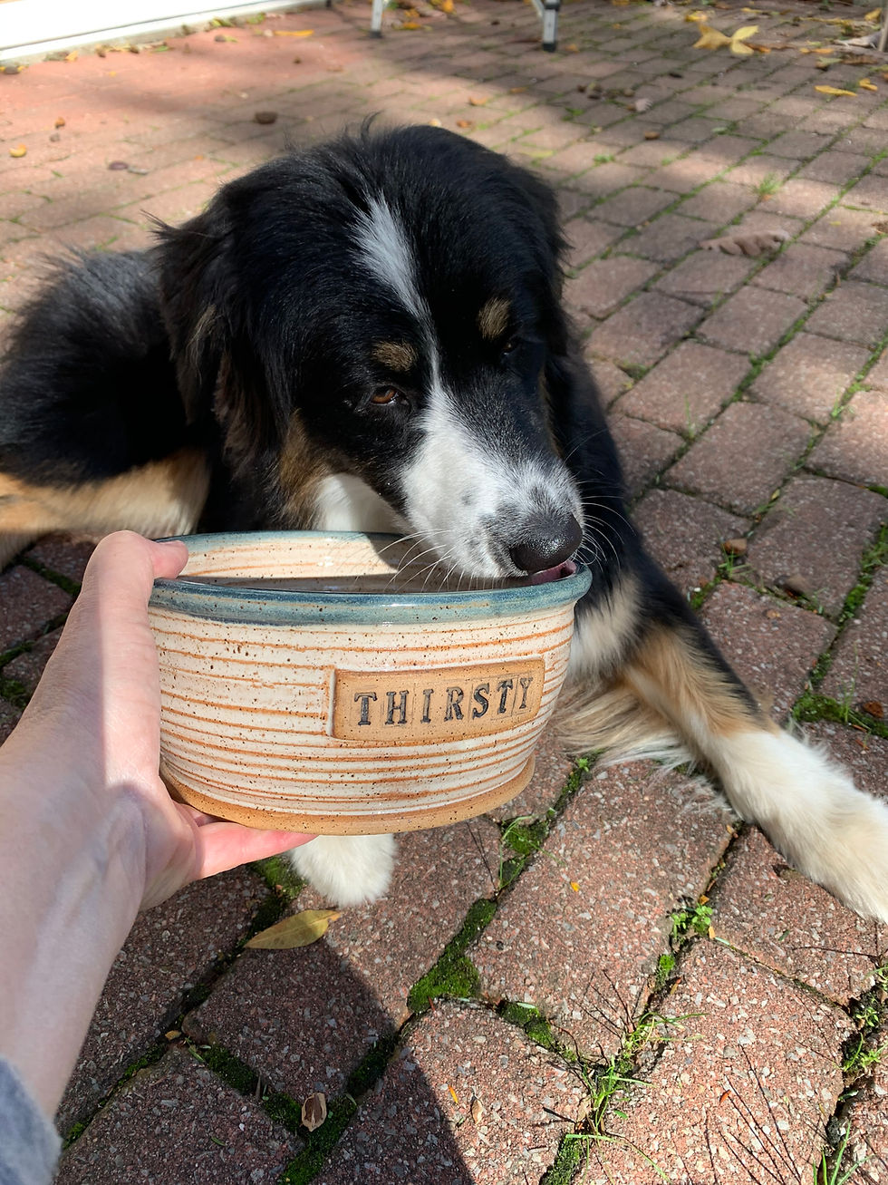 Thumbnail: Pet bowl, dog bowlDog bowl water bowl, pet bowl, water bowls, dog dish,