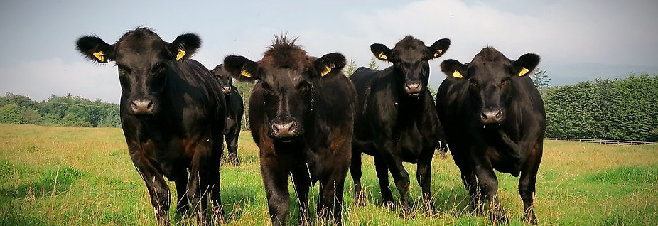 Animales, Carnes de Res de Pastura en Argentina.
Consciente Tienda Natural Online de Productos Orgánicos y Ecologicos - Carne de Pastura, Pollo y Huevos, Frutas y Verduras