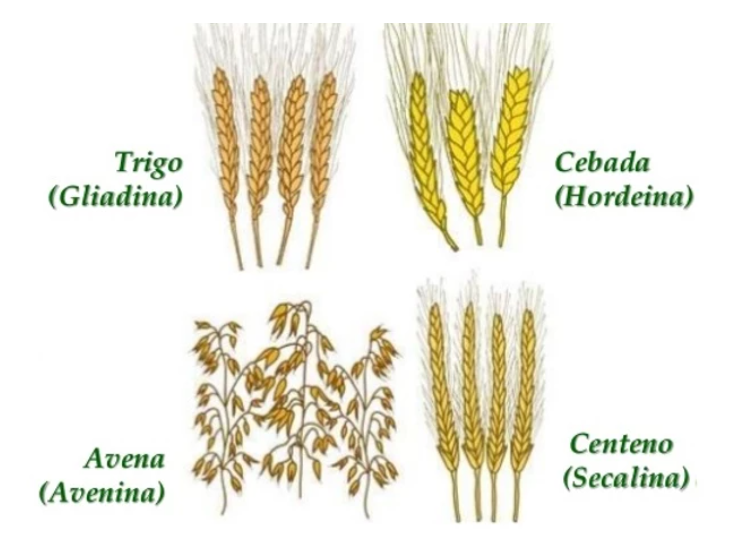 formas de gluten - Consciente Tienda Natural de Productos Organicos y Naturales