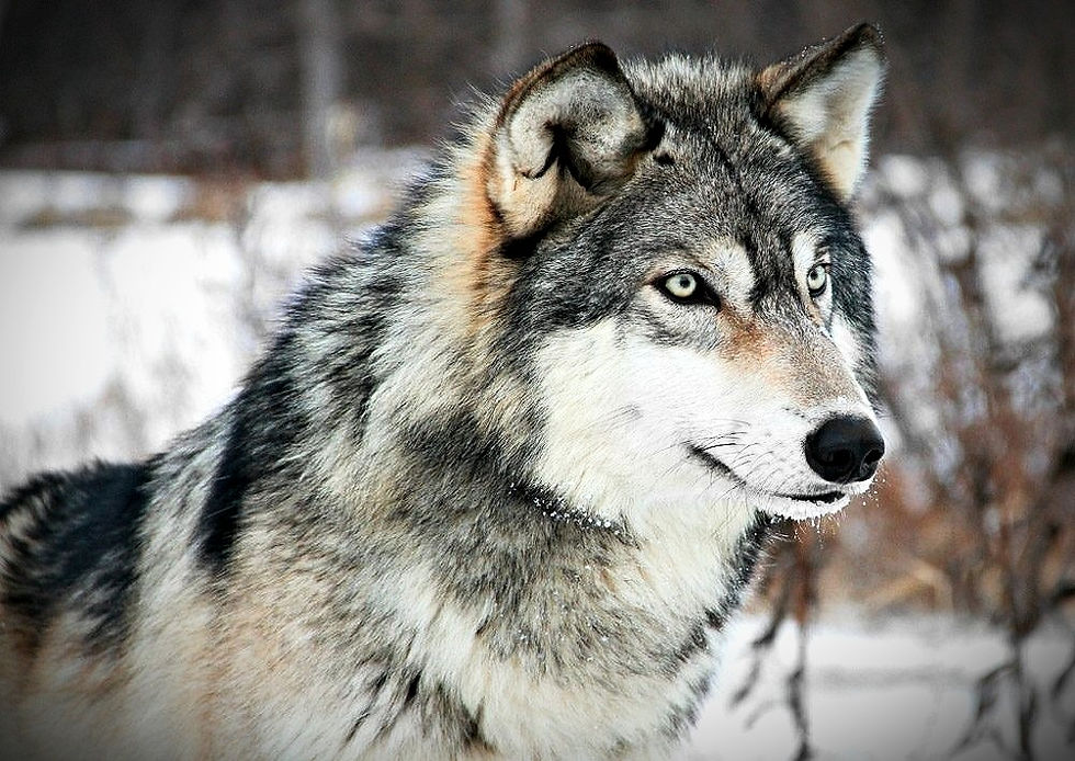 Lobo - Consciente Tienda Natural de Productos Orgánicos y Naturales