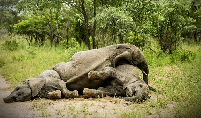 Animales elefantes borrachos - Consciente Tienda Natural de Productos Orgánicos y Naturales