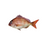Miniatura: Pescados Enteros, Congelado