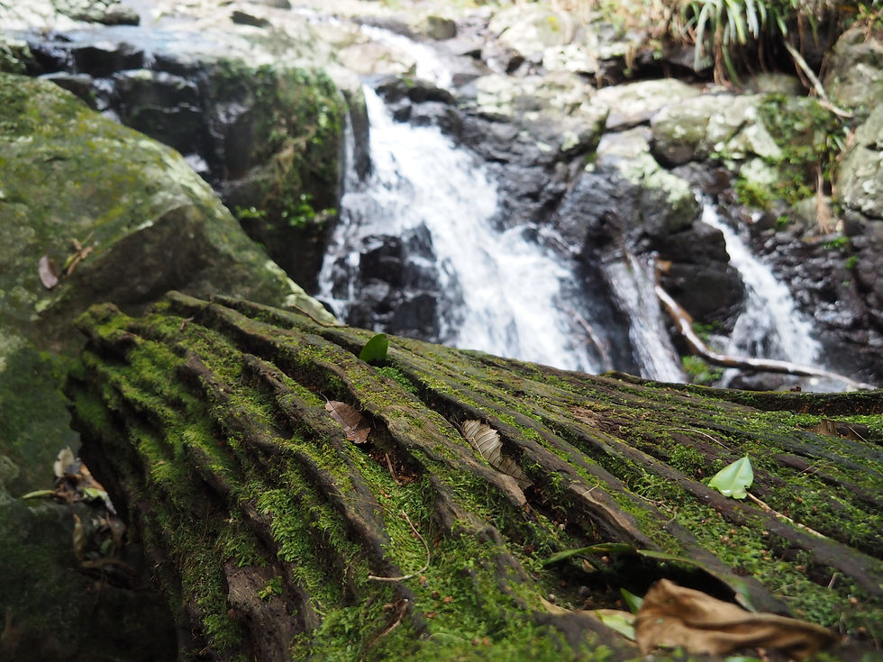 Protestor Falls, Nightcap NP