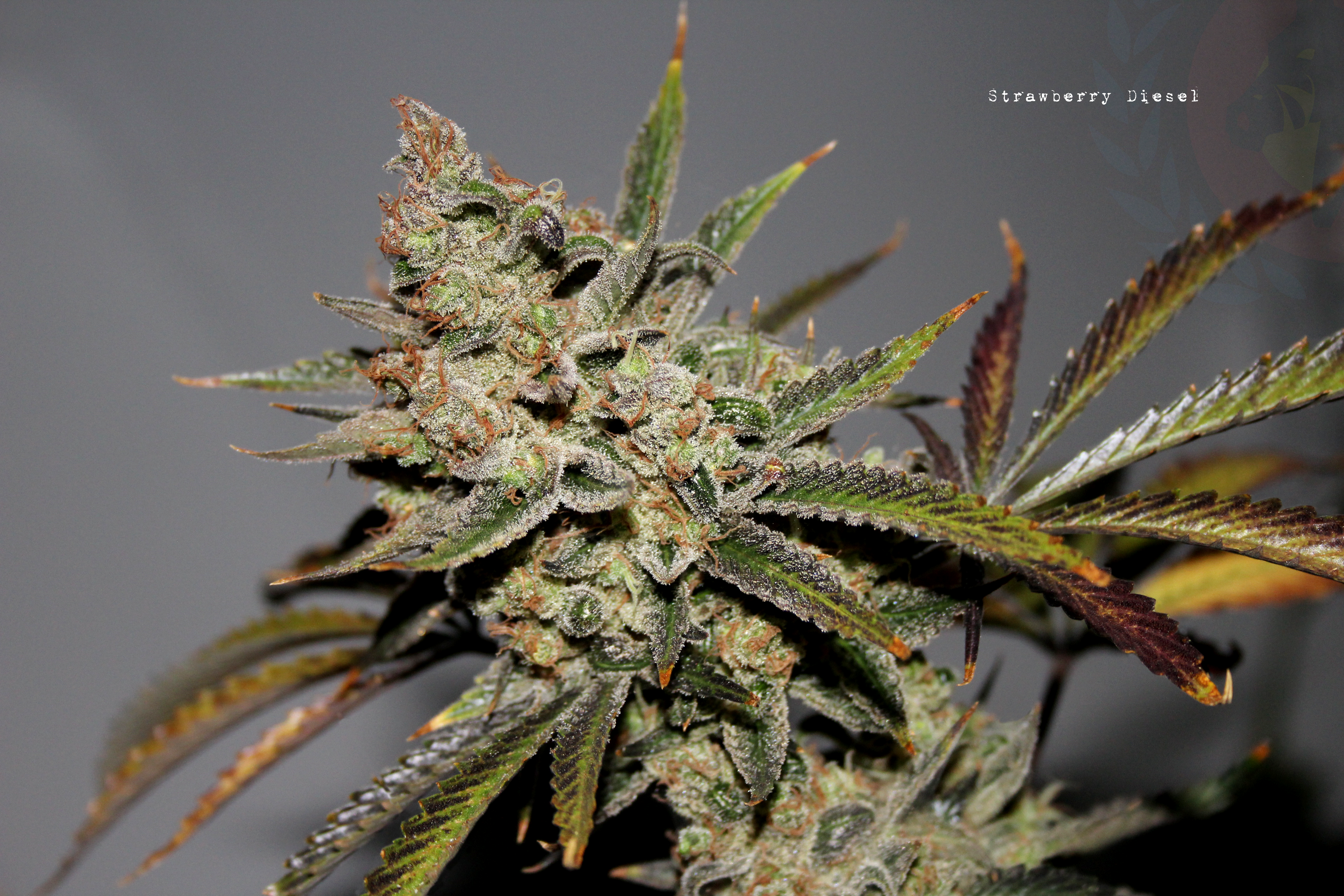 StrawBerry Diesel F2