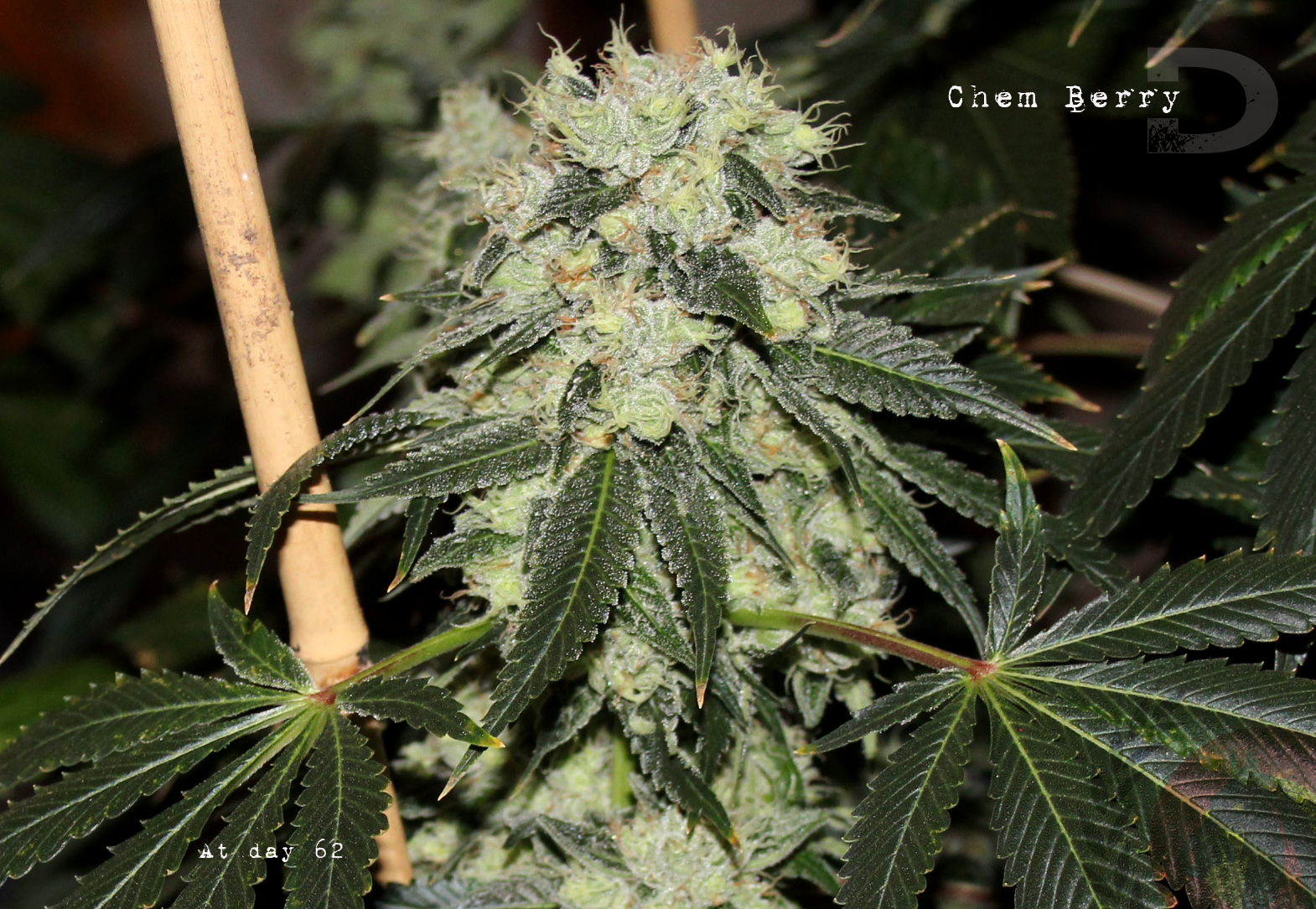Chem Berry Diesel