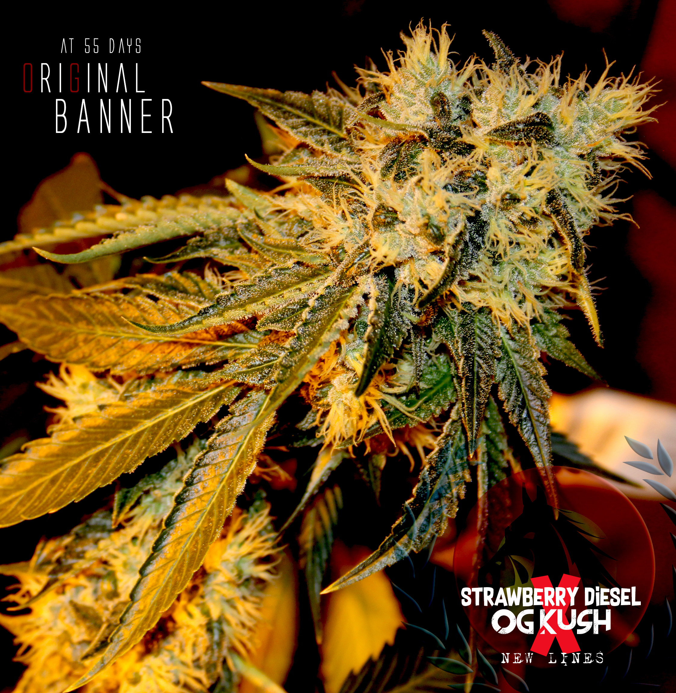 The Original Bruce Banner #3