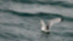 2.8_Island_3d_Husavik_whalewatching-111.