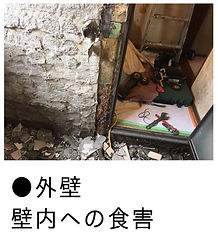 白蟻による外壁内壁への食害画像