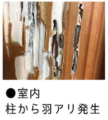室内柱から羽アリ大量発生画像