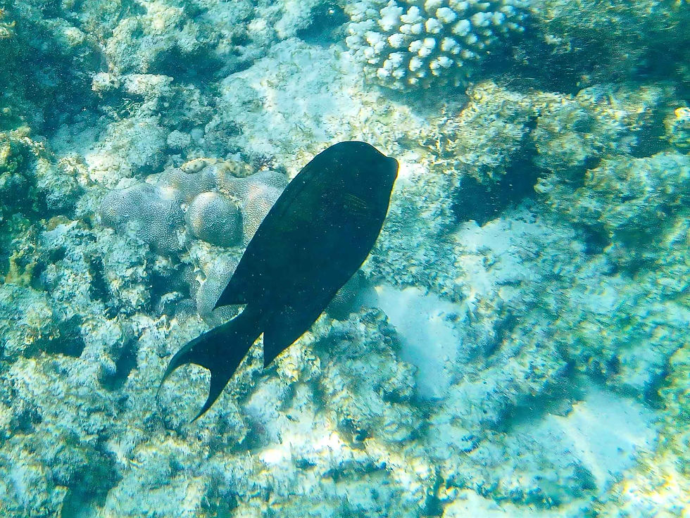 Photos from our snorkel