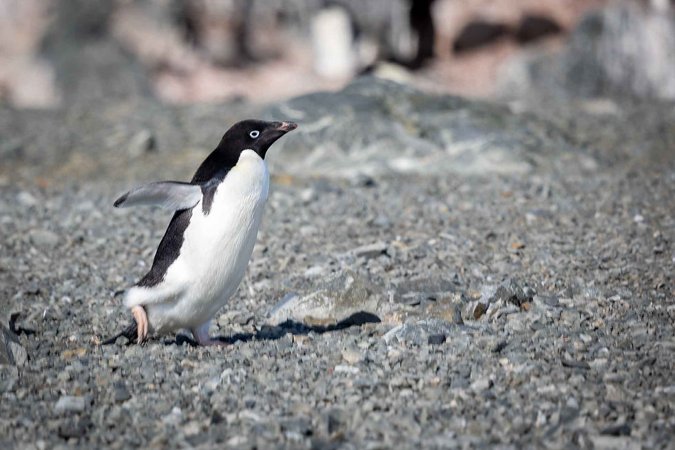 Adelie Penguin