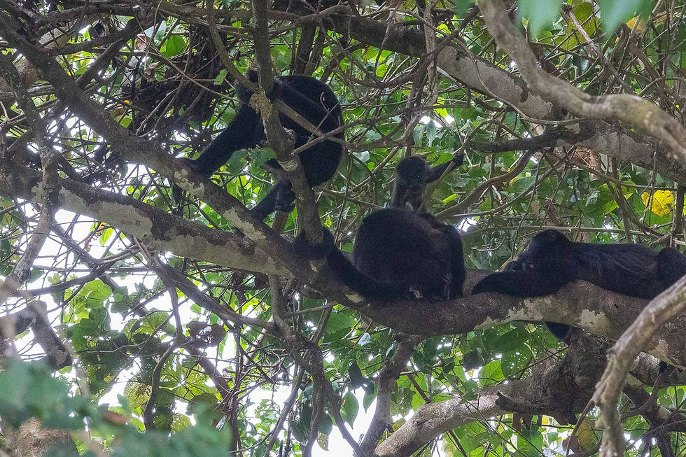 Howler Monkeys