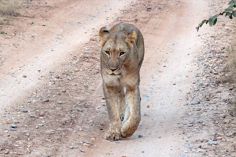 Lions