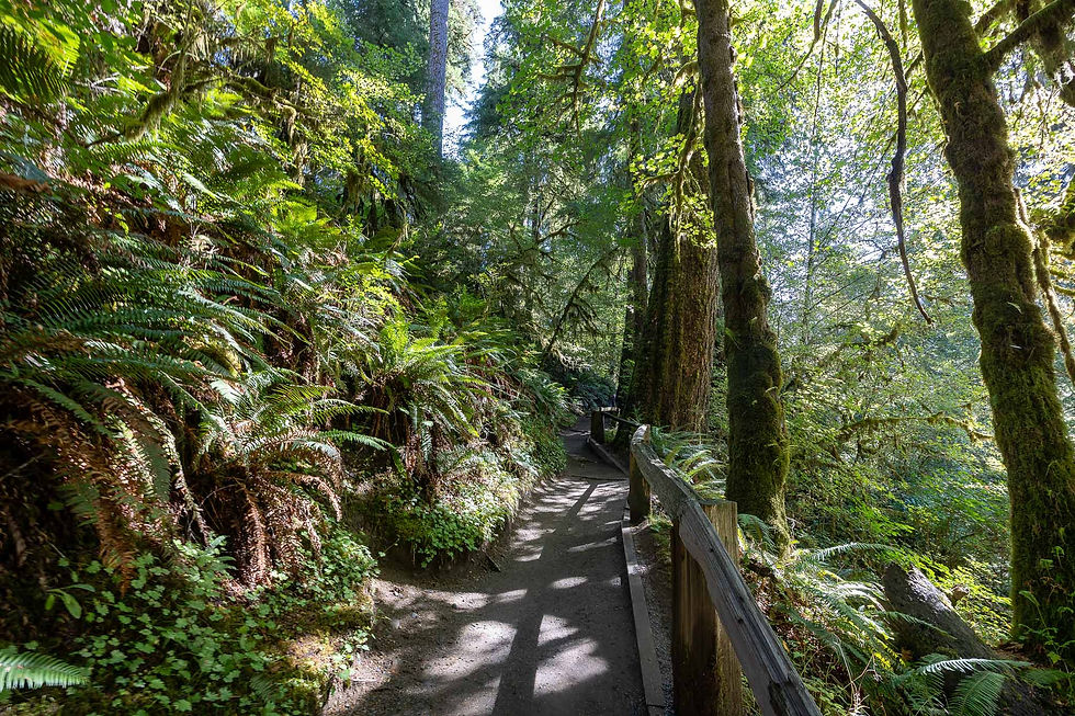 Views of the Hoh Rainforest trail