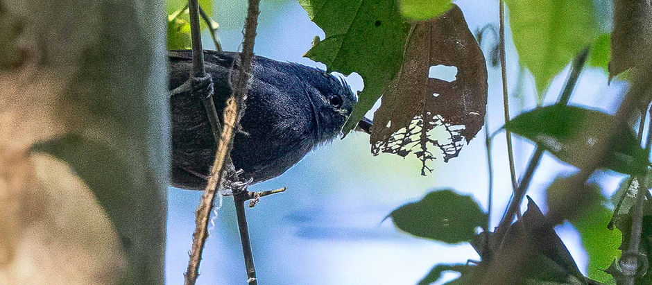2/17/26 - Birding in Costa Rica Day 1