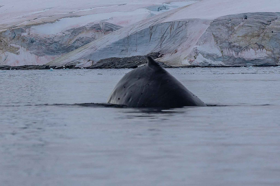 Whale that came up right by our Kayaks