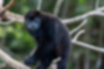 Howler Monkey