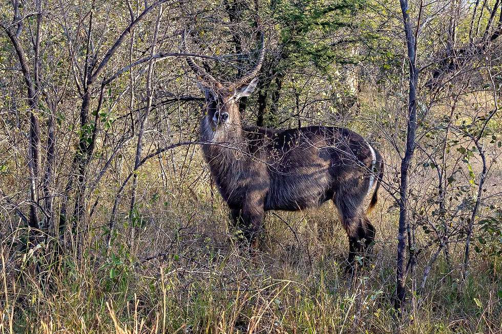 Waterbuck
