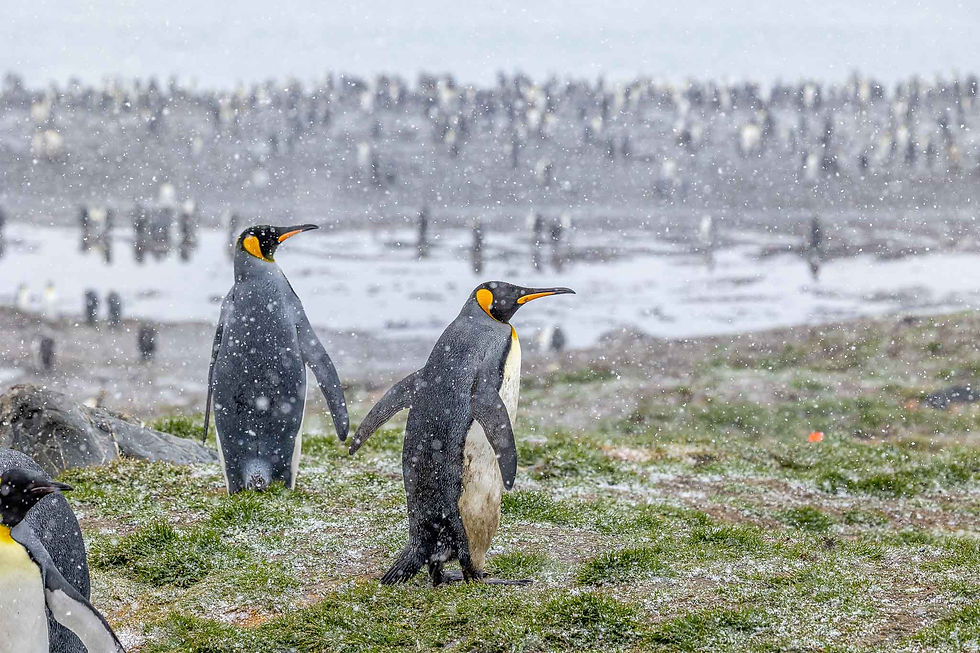 King penguins in the snow