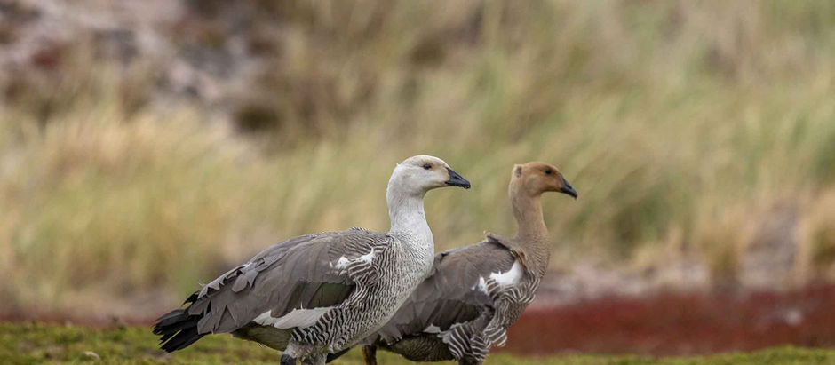 Carcass and West Point, Falklands - 1/15/2025