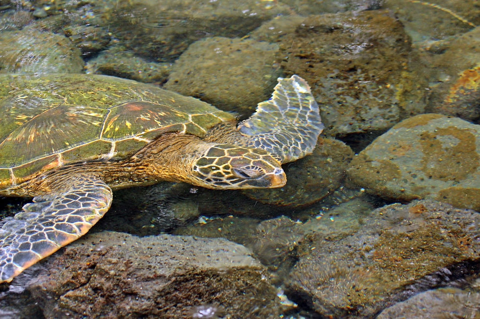 Green Sea Turtle
