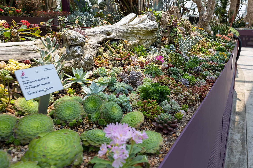 Succulents