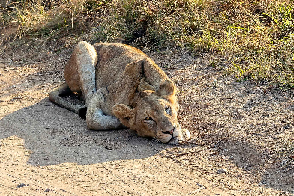 Lion
