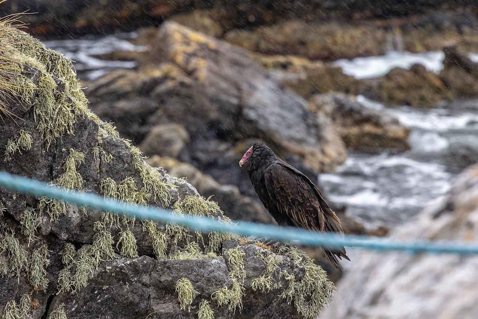 Turkey Vulture at Gypsy Cove