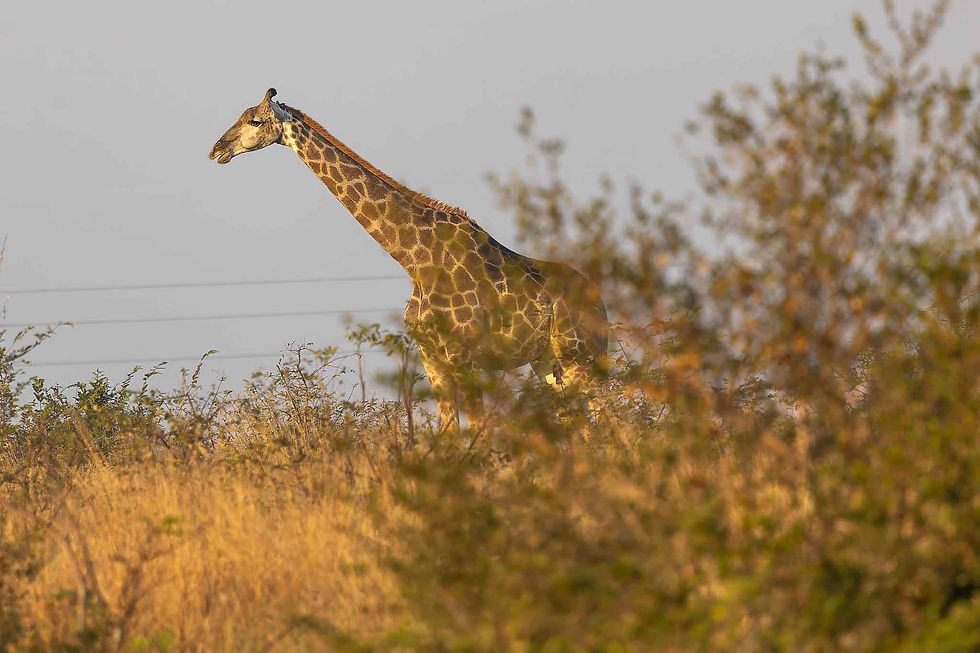 Giraffe