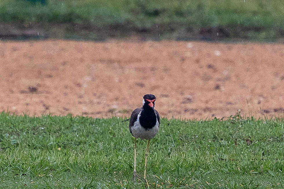 Red Wattled Lapwing