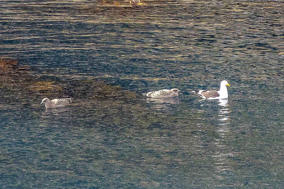 Birds on the water with chicks