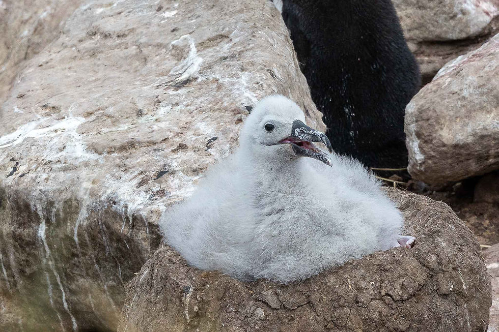 Black Browed Albatross Chick