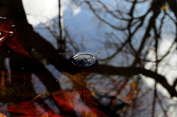 Enchanted Forest / Foresta Incantata