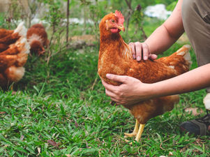 Débuter avec des poules au Québec