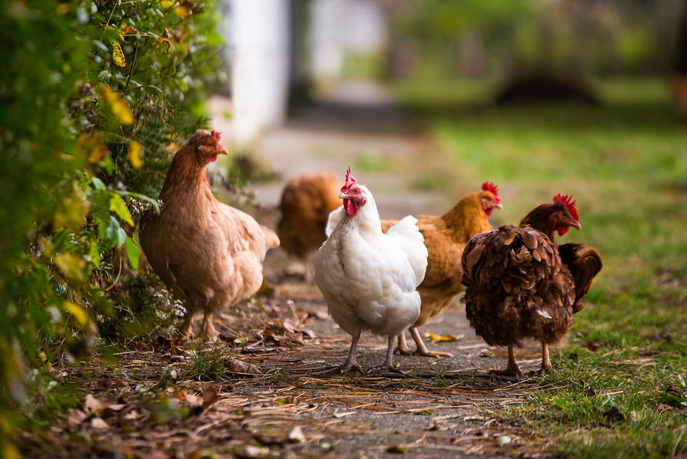 poules pour climat froid