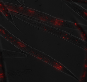 Image_AKG_nematodekiller_edited.png
