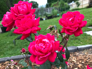 Stop & Smell the Roses