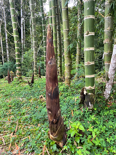 Bamboo shoots.HEIC