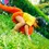 Miniatura: Pañal de de tela con cola de dinosaurio niña sentada