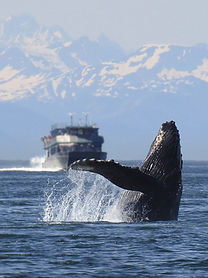 humpback-1132769_1280.jpg