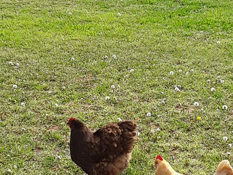 Me-Me's Chickens