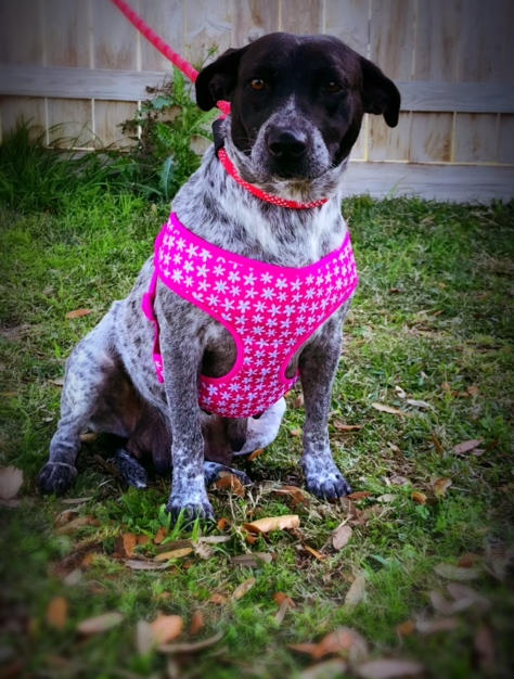 Free Harness Week!