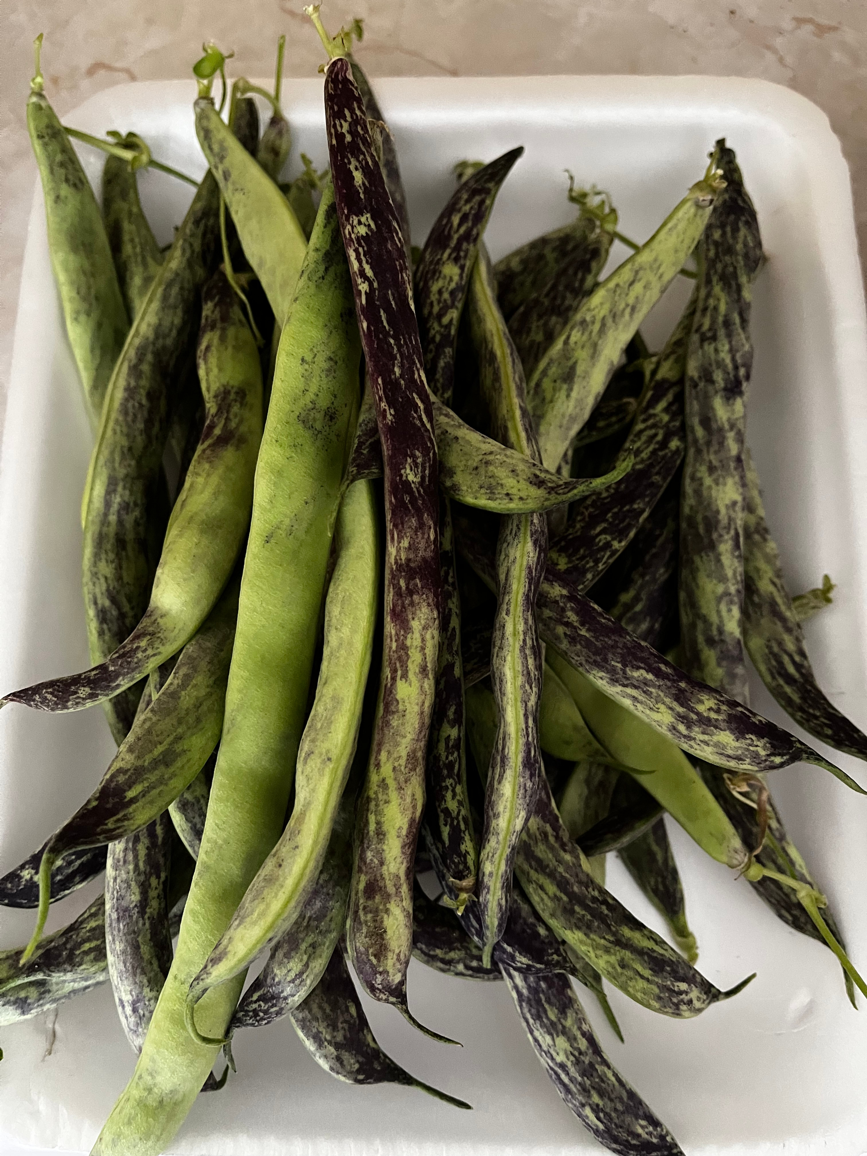 Bean (Purple flower skin bean) 30 seeds, short bean, purple and green colour